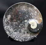 直径最大部２２センチ！インテリアとしても使える、およそ４億年前のゴニアタイト（Goniatite）を含む石を加工して作られた皿