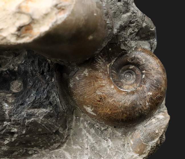 北海道小平産アンモナイト、ゴードリセラス(Gaudryceras)とフィロパキセラス(Phyllopachyceras)を同時に楽しめる群集標本(その2)