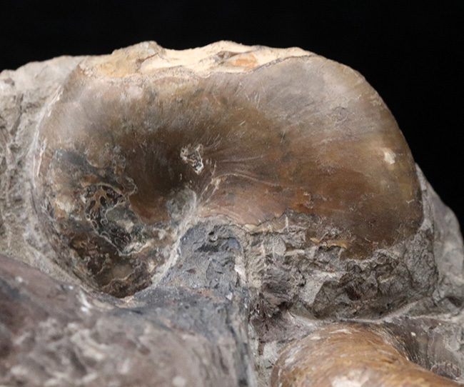 北海道小平産アンモナイト、ゴードリセラス（Gaudryceras）と