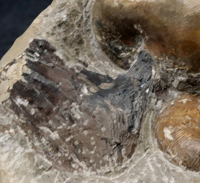 北海道小平産アンモナイト、ゴードリセラス(Gaudryceras)とフィロパキセラス(Phyllopachyceras)を同時に楽しめる群集標本(その4)