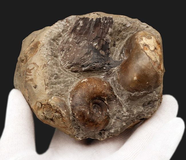 北海道小平産アンモナイト、ゴードリセラス(Gaudryceras)とフィロパキセラス(Phyllopachyceras)を同時に楽しめる群集標本(その5)