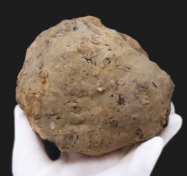 北海道小平産アンモナイト、ゴードリセラス(Gaudryceras)とフィロパキセラス(Phyllopachyceras)を同時に楽しめる群集標本(その6)