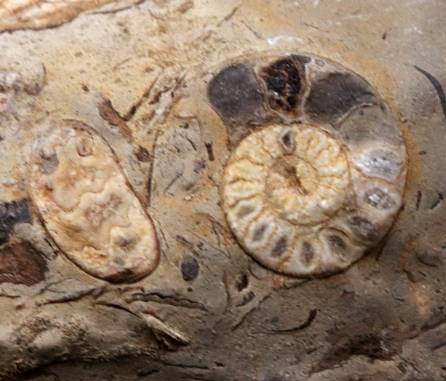 北海道小平産アンモナイト、ゴードリセラス(Gaudryceras)とフィロパキセラス(Phyllopachyceras)を同時に楽しめる群集標本(その7)