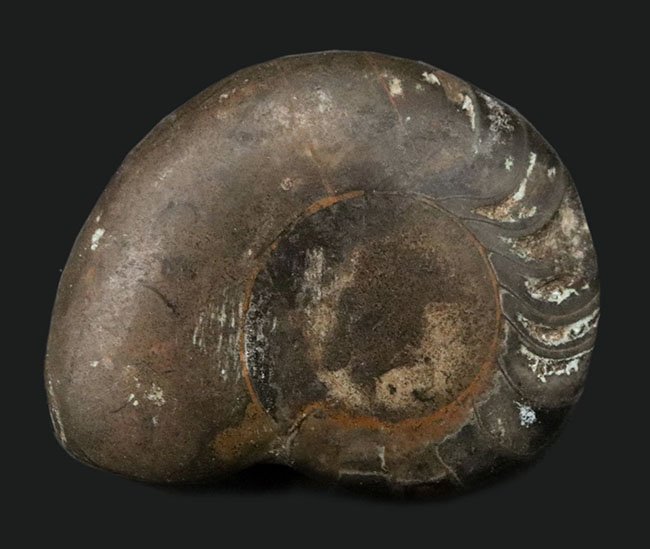 珍しい！ユニークな特徴を持つモロッコ産のオウムガイの仲間の化石（その1）