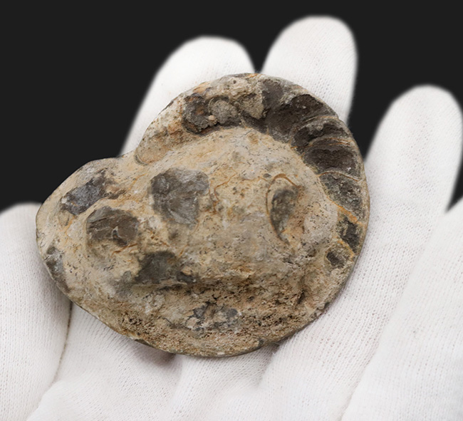 珍しい！ユニークな特徴を持つモロッコ産のオウムガイの仲間の化石（その4）