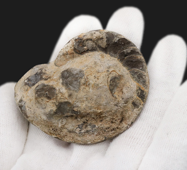 珍しい!ユニークな特徴を持つモロッコ産のオウムガイの仲間の化石(その4)
