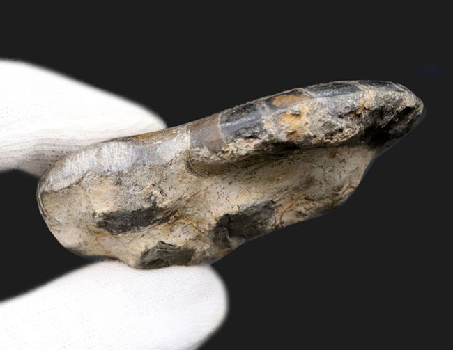 珍しい!ユニークな特徴を持つモロッコ産のオウムガイの仲間の化石(その5)