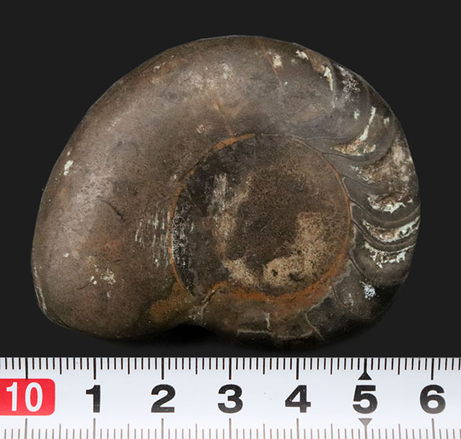 珍しい！ユニークな特徴を持つモロッコ産のオウムガイの仲間の化石（その6）