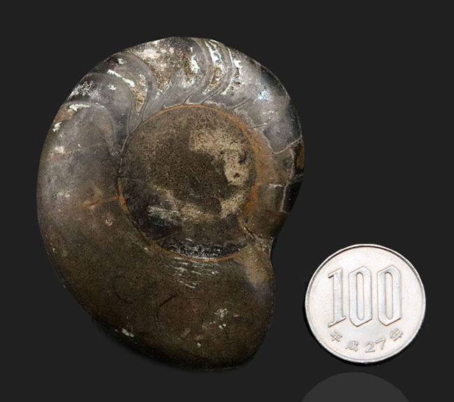珍しい！ユニークな特徴を持つモロッコ産のオウムガイの仲間の化石（その7）
