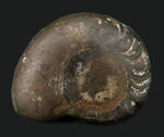 珍しい！ユニークな特徴を持つモロッコ産のオウムガイの仲間の化石