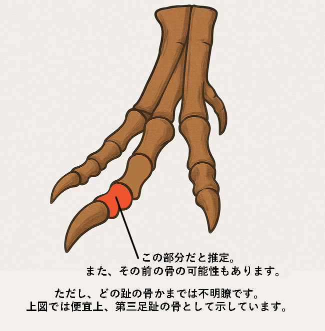 ベリーレア！本来の形状が見事に保存されたティラノサウルス・レックス（Tyrannosaurus rex）の趾骨（中節骨と推定）化石（その11）