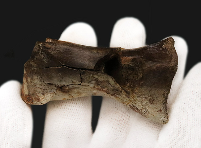 ベリーレア！本来の形状が見事に保存されたティラノサウルス・レックス（Tyrannosaurus rex）の趾骨（中節骨と推定）化石（その4）