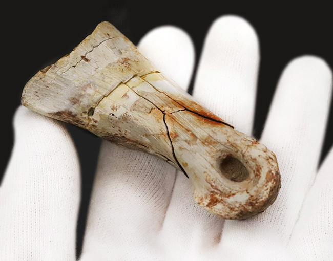 ベリーレア！本来の形状が見事に保存されたティラノサウルス・レックス（Tyrannosaurus rex）の趾骨（中節骨と推定）化石（その5）
