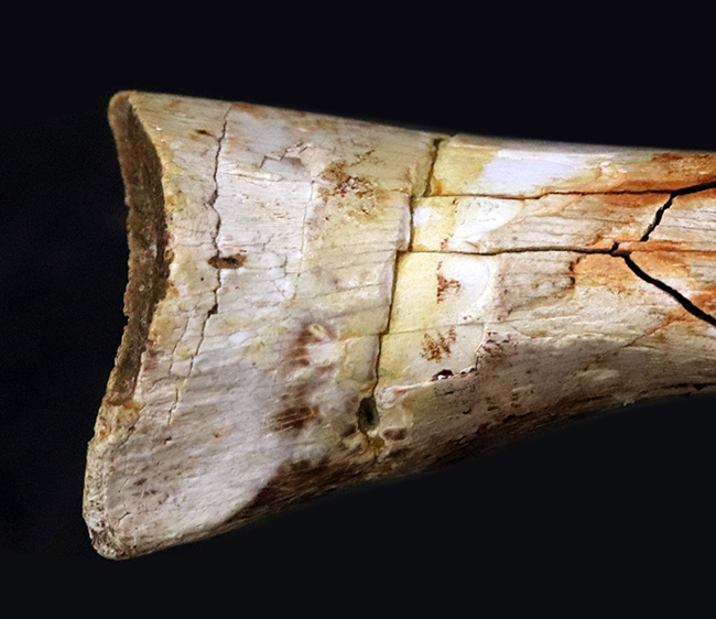 ベリーレア！本来の形状が見事に保存されたティラノサウルス・レックス（Tyrannosaurus rex）の趾骨（中節骨と推定）化石（その6）