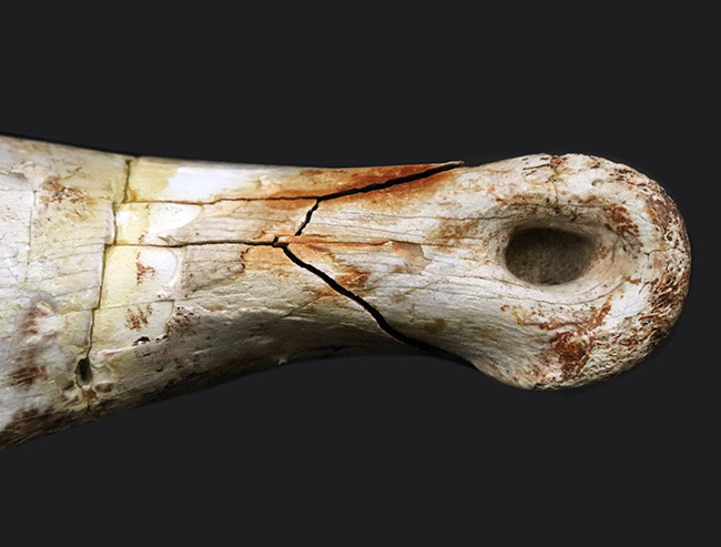 ベリーレア！本来の形状が見事に保存されたティラノサウルス・レックス（Tyrannosaurus rex）の趾骨（中節骨と推定）化石（その7）