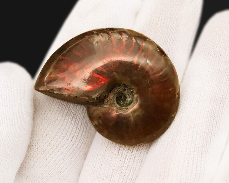 煌めく炎のような赤い遊色が素敵な、マダガスカル産アンモナイト、クレオニセラス（Cleoniceras）の厳選個体（その4）