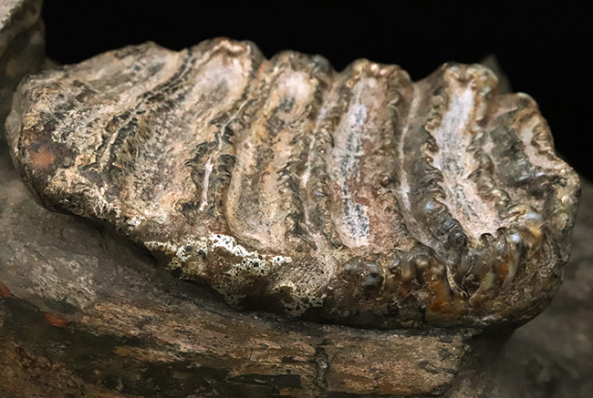 レア…30センチ・4kg超えの大型標本！更新世の日本に生きた絶滅ゾウ類