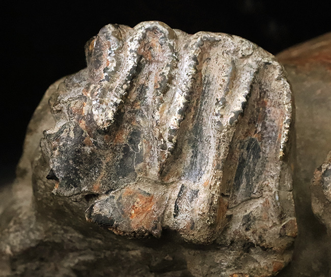 レア…30センチ・4kg超えの大型標本！更新世の日本に生きた絶滅ゾウ類