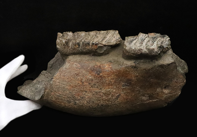 レア…30センチ・4kg超えの大型標本！更新世の日本に生きた絶滅ゾウ類