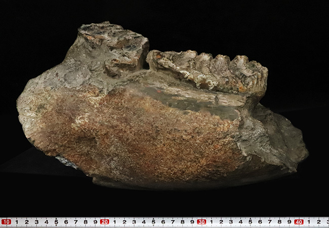 レア…30センチ・4kg超えの大型標本！更新世の日本に生きた絶滅ゾウ類