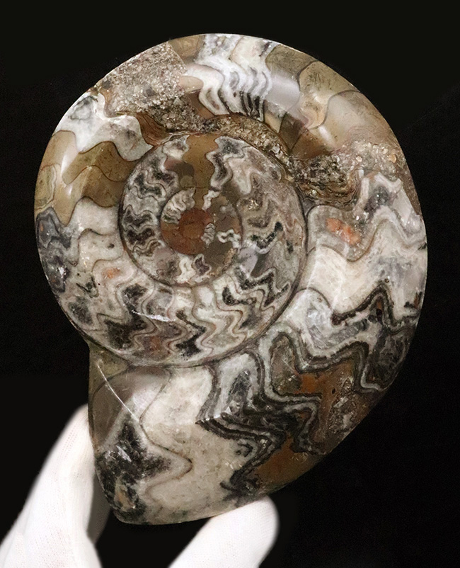 アンモナイトの祖先、直径最大部156ミリに達する、大判標本！古生代の海の主役、カラフルなゴニアタイト（Goniatite）（その1）