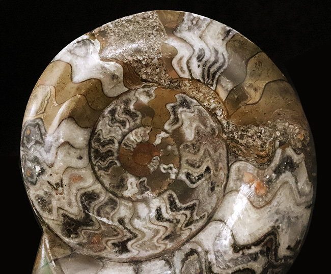 アンモナイトの祖先、直径最大部156ミリに達する、大判標本！古生代の海の主役、カラフルなゴニアタイト（Goniatite）（その2）