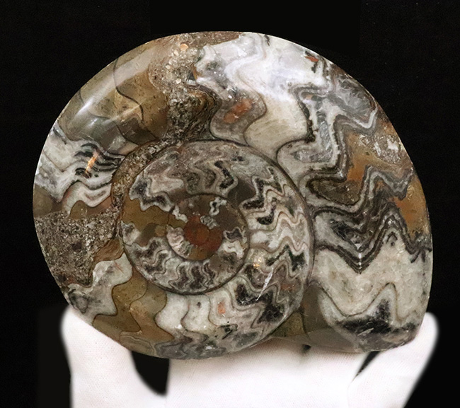 アンモナイトの祖先、直径最大部156ミリに達する、大判標本！古生代の海の主役、カラフルなゴニアタイト（Goniatite）（その4）