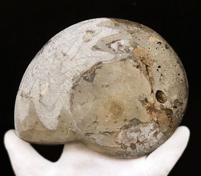 アンモナイトの祖先、直径最大部156ミリに達する、大判標本！古生代の海の主役、カラフルなゴニアタイト（Goniatite）（その5）