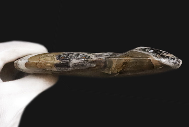 アンモナイトの祖先、直径最大部156ミリに達する、大判標本！古生代の海の主役、カラフルなゴニアタイト（Goniatite）（その6）