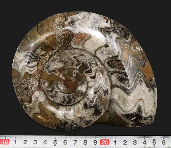 アンモナイトの祖先、直径最大部156ミリに達する、大判標本！古生代の海の主役、カラフルなゴニアタイト（Goniatite）（その7）