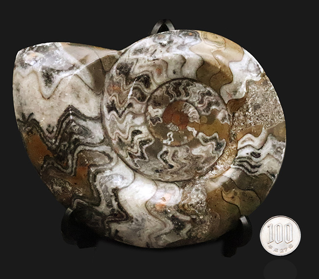 アンモナイトの祖先、直径最大部156ミリに達する、大判標本！古生代の海の主役、カラフルなゴニアタイト（Goniatite）（その8）