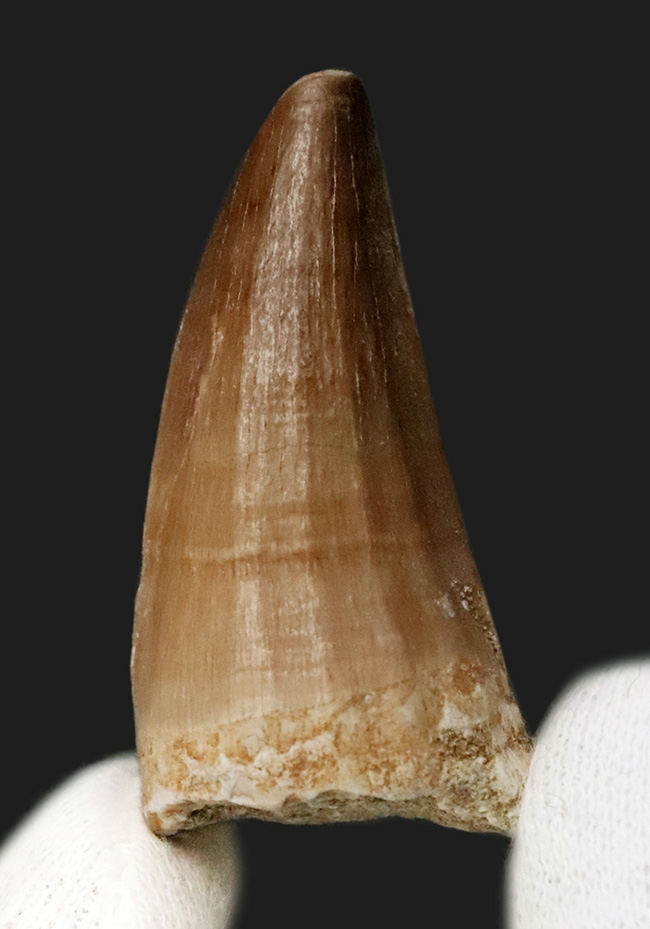 美品！特筆すべき良好な保存状態を保ったモササウルス（Mosasaurus）の歯化石（その1）