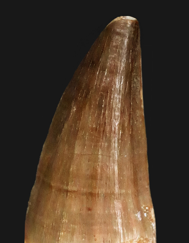 美品！特筆すべき良好な保存状態を保ったモササウルス（Mosasaurus）の歯化石（その2）