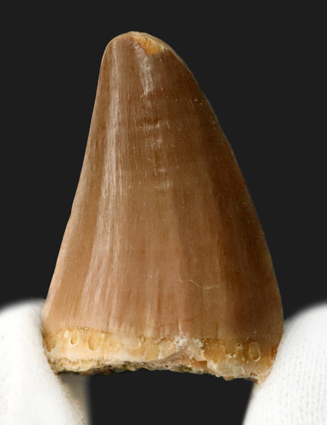 幅広タイプ！白亜紀後期の海の覇者、モササウルス（Mosasaurus）の上質な歯化石（その1）