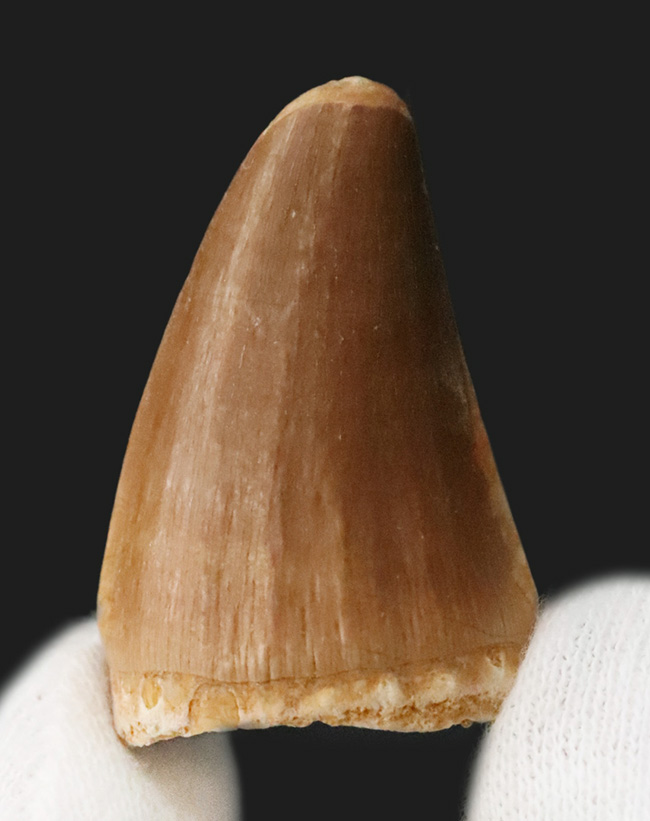 幅広タイプ！白亜紀後期の海の覇者、モササウルス（Mosasaurus）の上質な歯化石（その2）