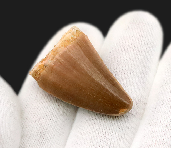 幅広タイプ！白亜紀後期の海の覇者、モササウルス（Mosasaurus）の上質な歯化石（その4）