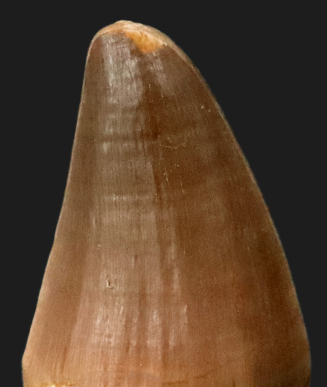 幅広タイプ！白亜紀後期の海の覇者、モササウルス（Mosasaurus）の上質な歯化石（その5）