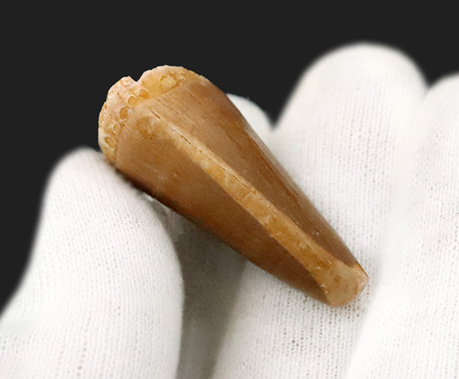 幅広タイプ！白亜紀後期の海の覇者、モササウルス（Mosasaurus）の上質な歯化石（その6）