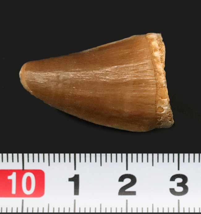 幅広タイプ！白亜紀後期の海の覇者、モササウルス（Mosasaurus）の上質な歯化石（その7）