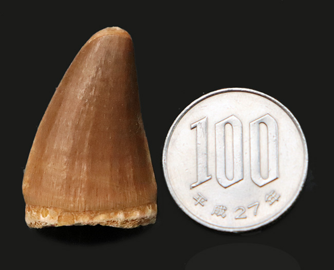 幅広タイプ！白亜紀後期の海の覇者、モササウルス（Mosasaurus）の上質な歯化石（その8）