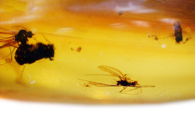 虫入り!世界最古の宝石とも言われる、バルト海産琥珀(Amber)を使ったペンダントトップ(シルバーチェーン、高級ジュエリーケース付き。)(その3)