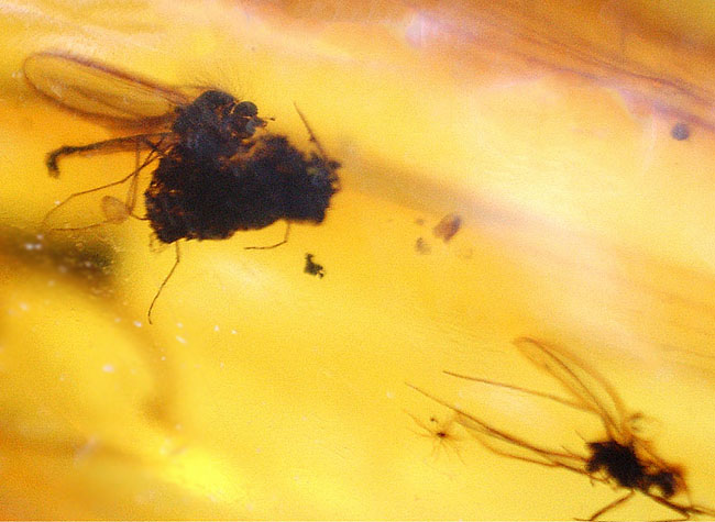 虫入り!世界最古の宝石とも言われる、バルト海産琥珀(Amber)を使ったペンダントトップ(シルバーチェーン、高級ジュエリーケース付き。)(その6)