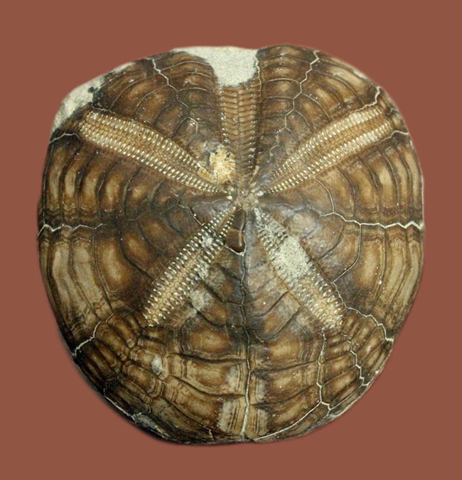 北海道産のウニの化石、珍妙な名前にご注目、トクナガムカシブンブク（Linthia tokunagai Lambert）（その1）