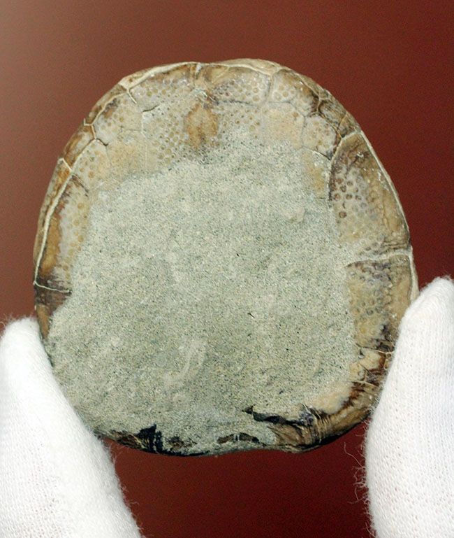 北海道産のウニの化石、珍妙な名前にご注目、トクナガムカシブンブク（Linthia tokunagai Lambert）（その10）