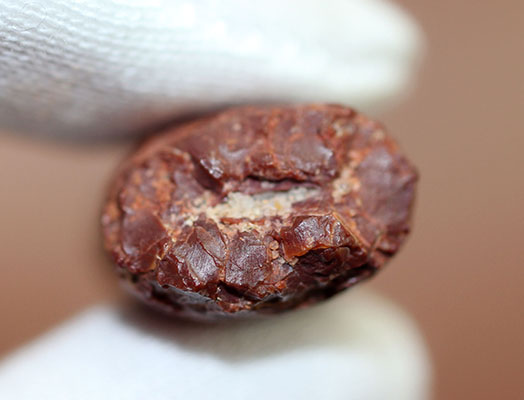 希少！竜脚形類恐竜レッバキサウルスの希少な歯化石。コレクション品