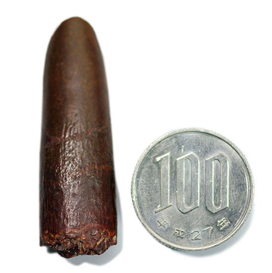 希少！竜脚形類恐竜レッバキサウルスの希少な歯化石