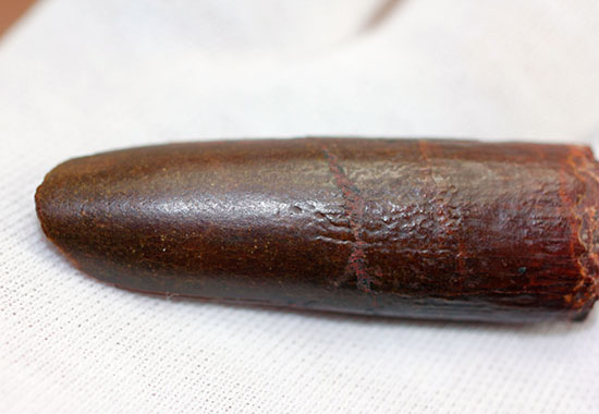 超希少！国産！鰭脚類の歯化石！ 巨大 希少 魚類の化石【Eutrichiurides/太刀魚】【2530 g