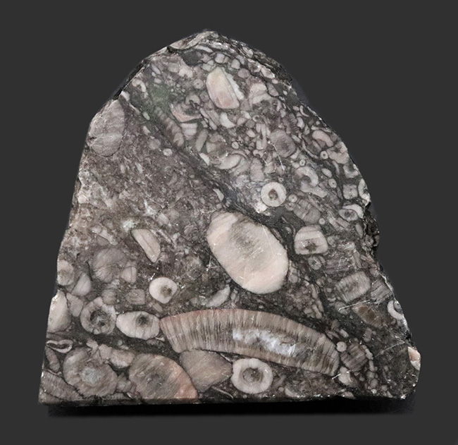 生きた化石！古生代シルル紀のウミユリ（Crinoid）に埋め尽くされた標本（その1）