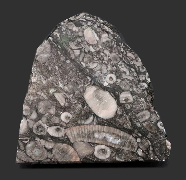 生きた化石!古生代シルル紀のウミユリ(Crinoid)に埋め尽くされた標本(その1)
