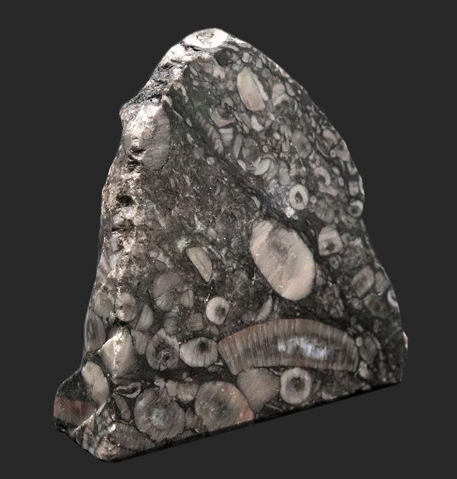 生きた化石！古生代シルル紀のウミユリ（Crinoid）に埋め尽くされた標本（その2）